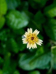 Fototapeta premium A small coat buttons wildflower blooms with pale yellow petals and a bright yellow center against lush green foliage.