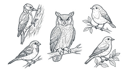 Obraz premium Vintage bird illustrations set, hand drawn owl and woodpecker sketches, 5 detailed avian vector line art elements for coloring books and nature designs