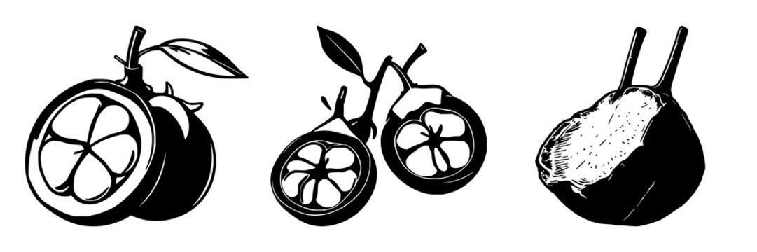 Black silhouette of laboratory-grown mangosteen cross-section set with white background featuring exotic food, future food, and botanical illustration with clean vector style and minimalist design