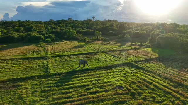 Aerial view of a lone wild Asian elephant grazing in a green field bordered by dense tropical forest during golden hour sunset.