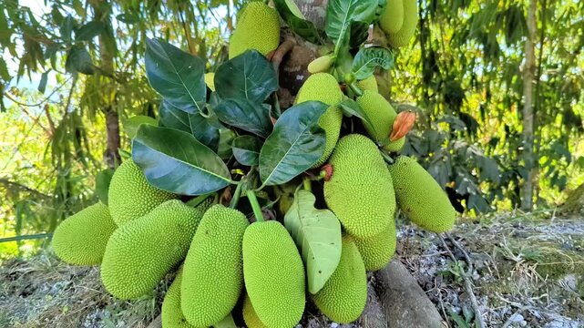 immature jackfruit growing in the tropical environment 