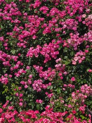 Fototapeta premium Rose Wall