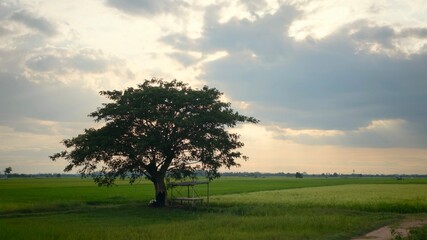 Naklejka premium A solitary tree standing in a lush green rice field beneath dramatic sun rays breaking through the clouds. Peaceful rural landscape with copy space, ideal for agriculture, nature, travel, and environm