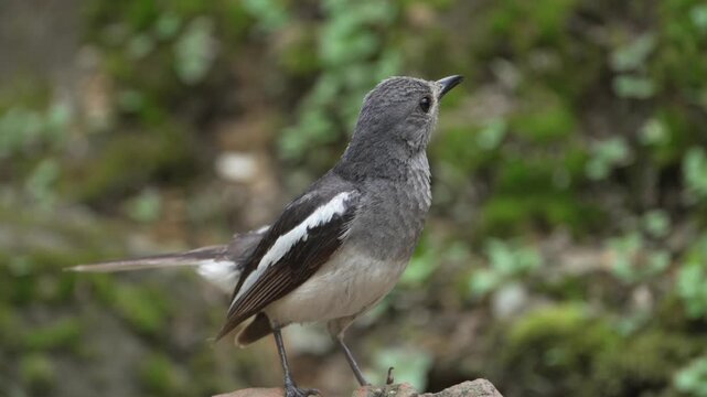 Oriental Magpie-Robin Perched on Rock and Flicking Its Tail