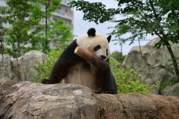 Panda bear in the zoo biting a bamboo trunk © ottosphotos