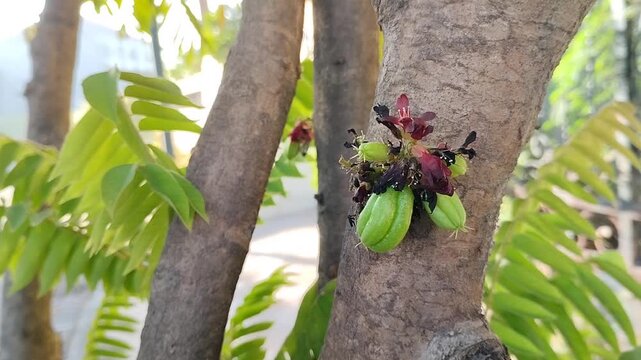Fresh bilimbi (Averrhoa bilimbi) hanging from tree trunks lowers high blood pressure, controls blood sugar levels, soothes coughs, and boosts immunity