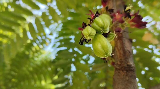 Fresh bilimbi (Averrhoa bilimbi) hanging from tree trunks lowers high blood pressure, controls blood sugar levels, soothes coughs, and boosts immunity