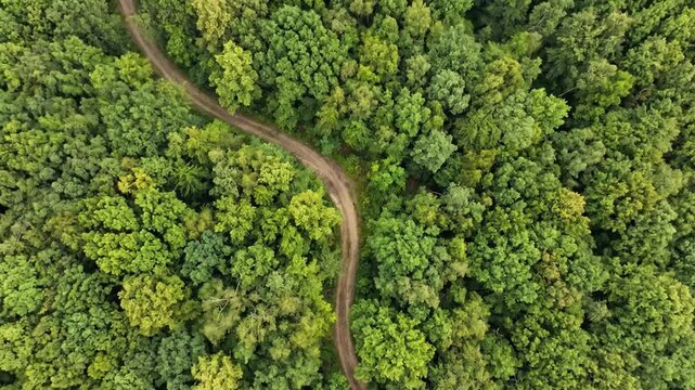 Aerial drone view of curvy dirt road through dense green summer forest