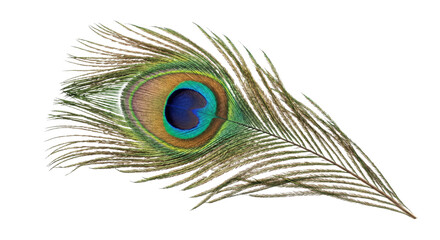 Intricate peacock feather with iridescent eye pattern and delicate barbs © Sapphire