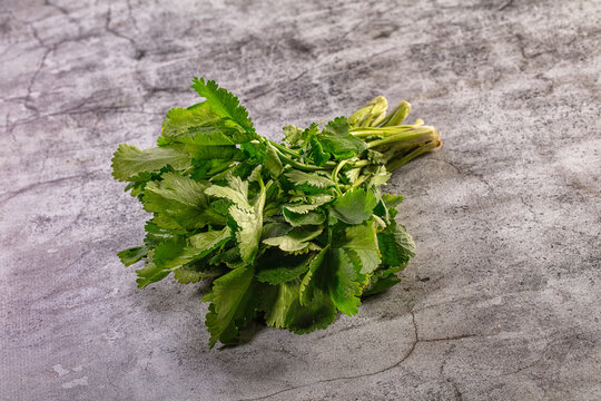 Fresh green cilantro bunch on a textured gray background