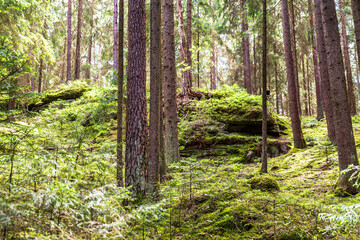 Mossy coniferous forest in Fichtelgebirge Bavaria © Lumen&Lines