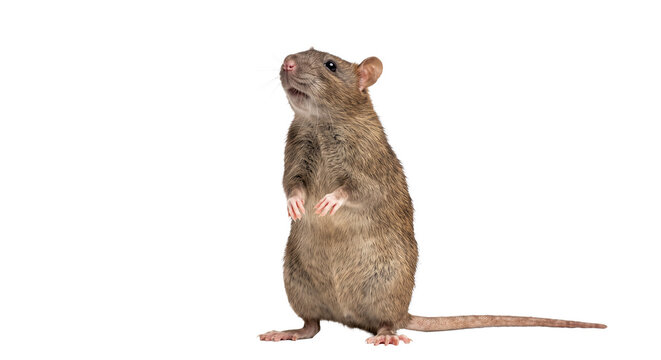 A brown rat stands on its hind legs looking upwards with curiosity