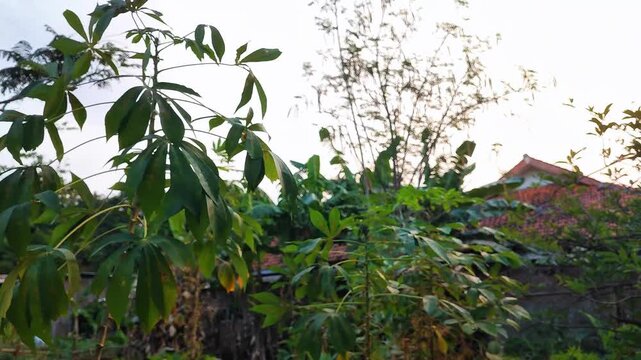 Cassava Plant In Garden Village