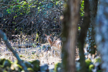 roe deer in the forest © Stanislav