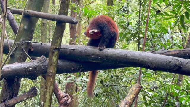 Cute Red Panda, Ailurus fulgens or lesser panda in forest at Chengdu Panda Breeding Research Center Dujiangyan. landmark and popular for tourists attractions in Chengdu, China. Travel and Vacation