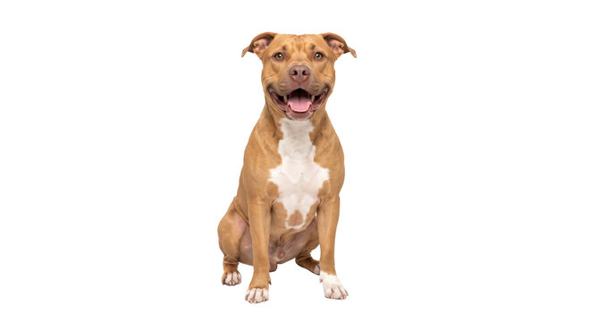 Happy pit bull dog sitting and smiling with its tongue out on a white background