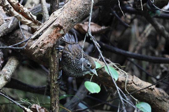  Cachar wedge-billed babbler or chevron-breasted babbler (Stachyris roberti) is a species of bird in the Old World babbler family (Timaliidae). This photo was taken in Mishmi Hills in Arunachal Prades