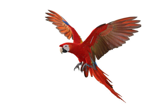 Colorful flying Scarlet Macaw parrot isolated on transparent background png file	