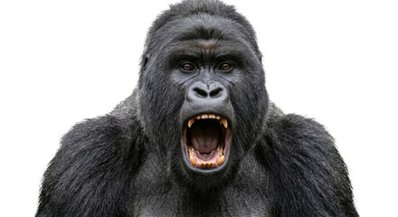 Obraz premium Close-up portrait of a powerful silverback gorilla roaring with mouth open