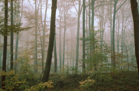 Germany, Greiz, Greiz-Werdauer-Wald, Thuringia, Atmosphere, Autumn, Beech Forest, Haze, Autumn, Landscape, Deciduous Forest, Fog, Atmosphere, Vogtland, Forest, Wood