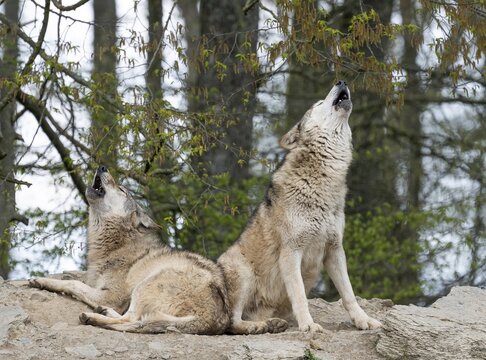 Wolf, gray wolves (Canis lupus) howl, captive, Germany