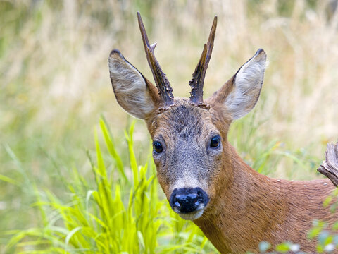Roe deer (Capreolus capreolus), a roe buck looks at the camera, Solms, Hesse, Germany