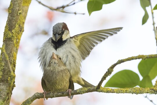 House sparrows (Passer domesticus) mating on a branch, Hesse, Germany