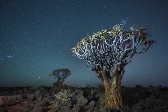 Quiver trees (Aloe dichotoma), night shot with starry sky, quiver tree forest in Garaspark near Keetmanshoop, Karas Region, Namibia