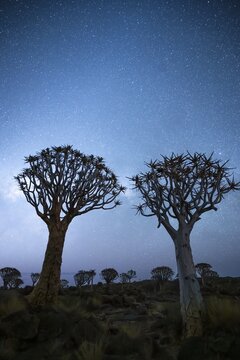 Quiver trees (Aloe dichotoma), night shot with starry sky, quiver tree forest in Garaspark near Keetmanshoop, Karas Region, Namibia