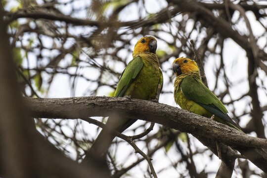 St Thomas Parakeet (Eupsittula pertinax), Curacao