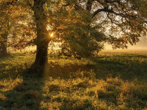 Morning atmosphere in the flower ground in autumn, old oak trees in meadow with morning fog at sunrise, the sun breaks through colorful leaves, Naumburg, Saxony-Anhalt, Germany