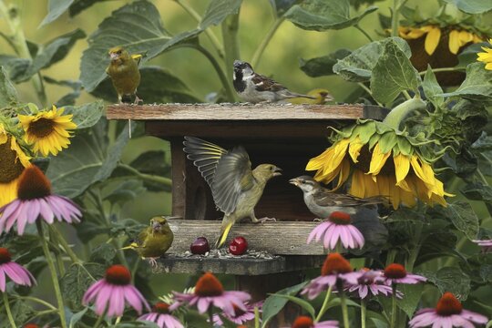 Greenfinches (Chloris chloris) and a male house sparrow at the bird feeder in the summer garden, a greenfinch attacks a house sparrow (Passer domesticus) young bird amongst flowering sunflowers (Helianthus annuus) and purple coneflowers (Echinacea purpurea), Allg&auml;u, Bavaria, Germany