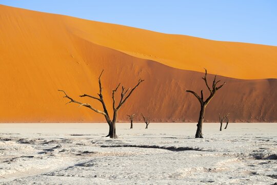Dead trees in front of red sand dunes, atmospheric white salt pan Dead Vlei, Sossusvlei, Namib, Namib Desert, Namibia