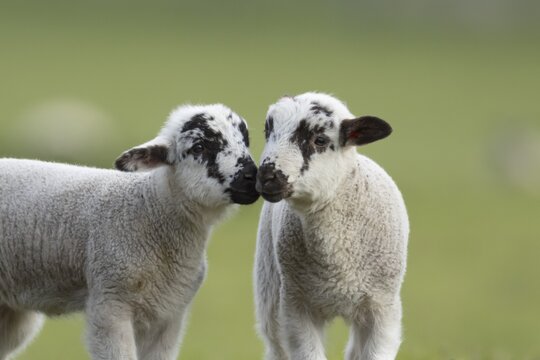 Domestic sheep (Ovis aries) two juvenile baby lambs farm animals in a grass field in spring, England, United Kingdom
