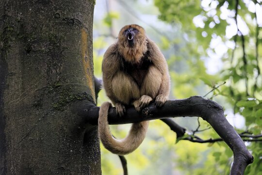 Black howler monkey (Alouatta caraya), adult, female, tree, sitting, calling, South America