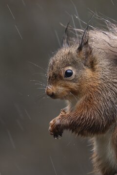 Red squirrel (Sciurus vulgaris) adult animal on a fence soaking wet in a rain storm, England, United Kingdom