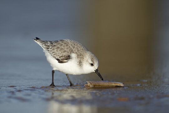 Sanderling (Calidris alba) adult wading bird in winter plumage feeding on a razorshell on a beach, Norfolk, England, United Kingdom