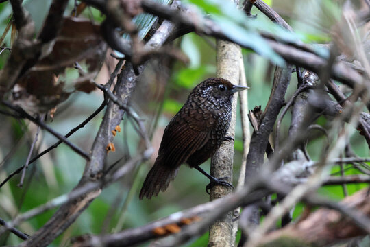  Cachar wedge-billed babbler or chevron-breasted babbler (Stachyris roberti) is a species of bird in the Old World babbler family (Timaliidae). This photo was taken in Mishmi Hills in Arunachal Prades