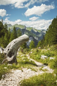Scenic dirt hiking path winding through green alpine meadow weathered tree trunk pine forest mountains cloudy blue sky background Dolomites South Tyrol Italy summer landscape