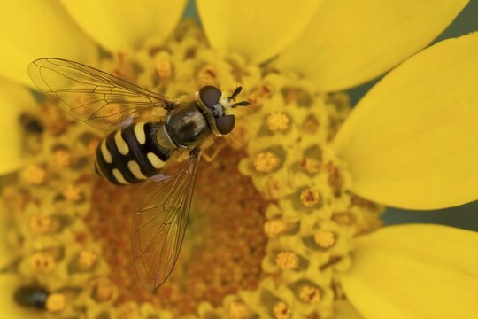 Common hoverfly (Eupeodes corollae) adult insect feeding on a Corn marigold flower in summer, Suffolk, England, United Kingdom