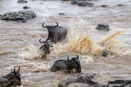 The Great Migration: Huge herds of wildebeest (Connochaetes taurinus) cross the Mara River and swim to the other side, on the verge of drowning, close-up of the herd, Serengeti, Tanzania