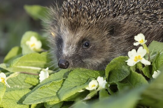 European hedgehog (Erinaceus europaeus) adult mammal on a flowering wild primrose garden flower in the spring, England, United Kingdom