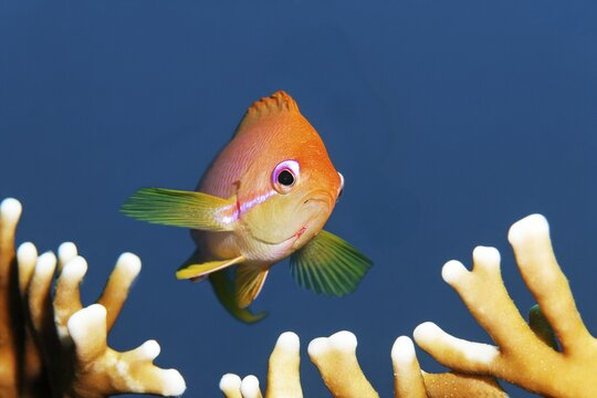 Jewelled flag perch (Pseudanthias squamipinnis), portrait, male, from the front, Red Sea, Panorama Reef, Port Safaga, Egypt
