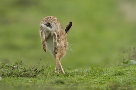 European brown hare (Lepus europaeus) adult animal running in grassland, England, United Kingdom