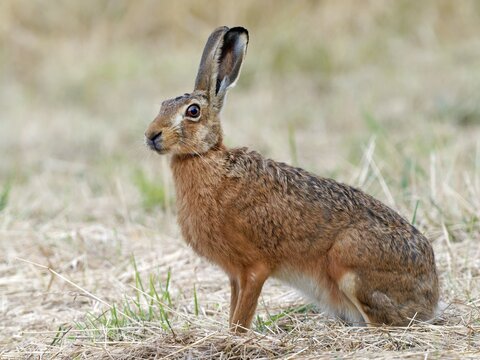 European hare (Lepus europaeus) in a mown meadow, Solms, Hesse, Germany