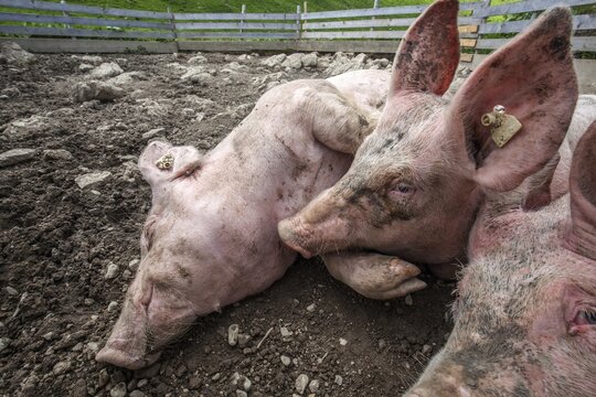 Pigs lie in front of the pigsty and sleep, Alpe Schlappold, Fellhorn, Oberstdorf, Oberallg&auml;u, Allg&auml;u, Bavaria, Germany