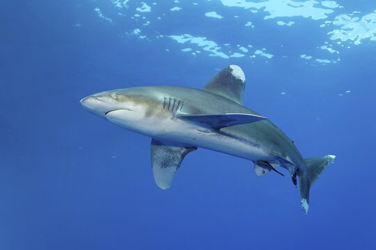 Oceanic whitetip shark (Carcharhinus longimanus swimming in blue water, Red Sea, Elphinstone Reef, Port Safaga, Egypt