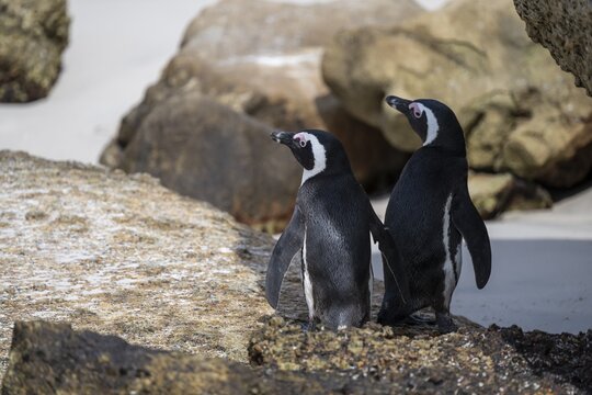 Two spectacled penguins (Spheniscus demersus) on a rock, Boulder Beach, Western Cape, Simon's Town, South Africa