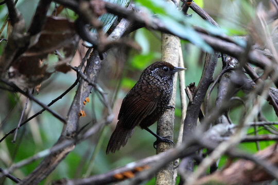  Cachar wedge-billed babbler or chevron-breasted babbler (Stachyris roberti) is a species of bird in the Old World babbler family (Timaliidae). This photo was taken in Mishmi Hills in Arunachal Prades