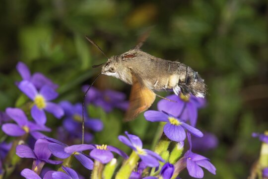 A dove tail (Macroglossum stellatarum) sucking nectar from blue cushions (Aubrietta) Baden-W&uuml;rttemberg, Germany